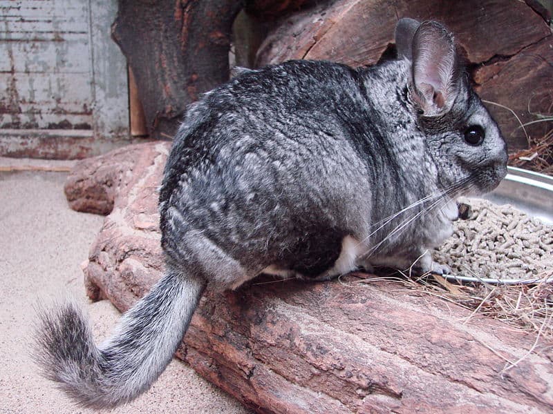 World's store oldest chinchilla