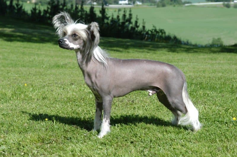 Chinese crested dog standing on the grass