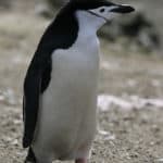 Chinstrap Penguin