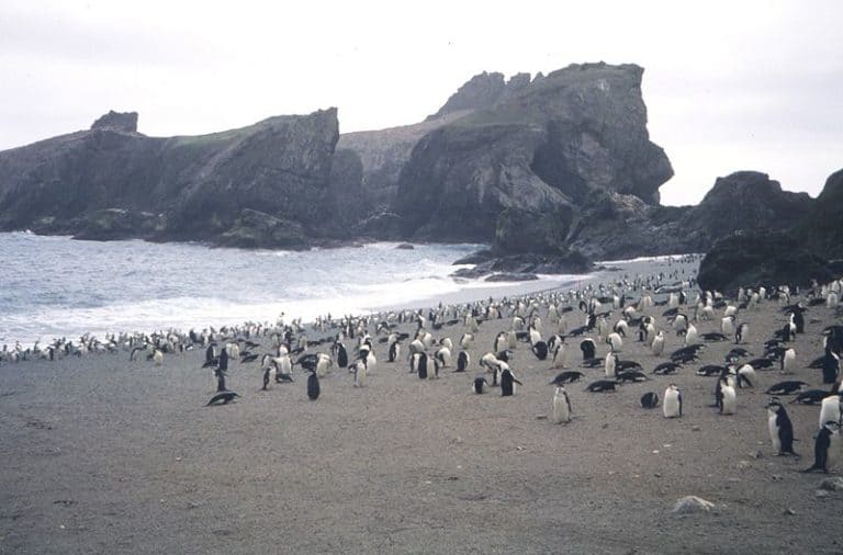 Chinstrap penguin rookery, Seal Island