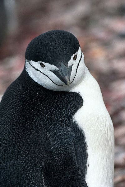 Close up of a chinstrap penguin. The penguin has a black head with a white face. A thin, but distinct black line runs the perimeter of the penguin's face making it appear to be wear ing a black helmet or hat with a chinstrap. 