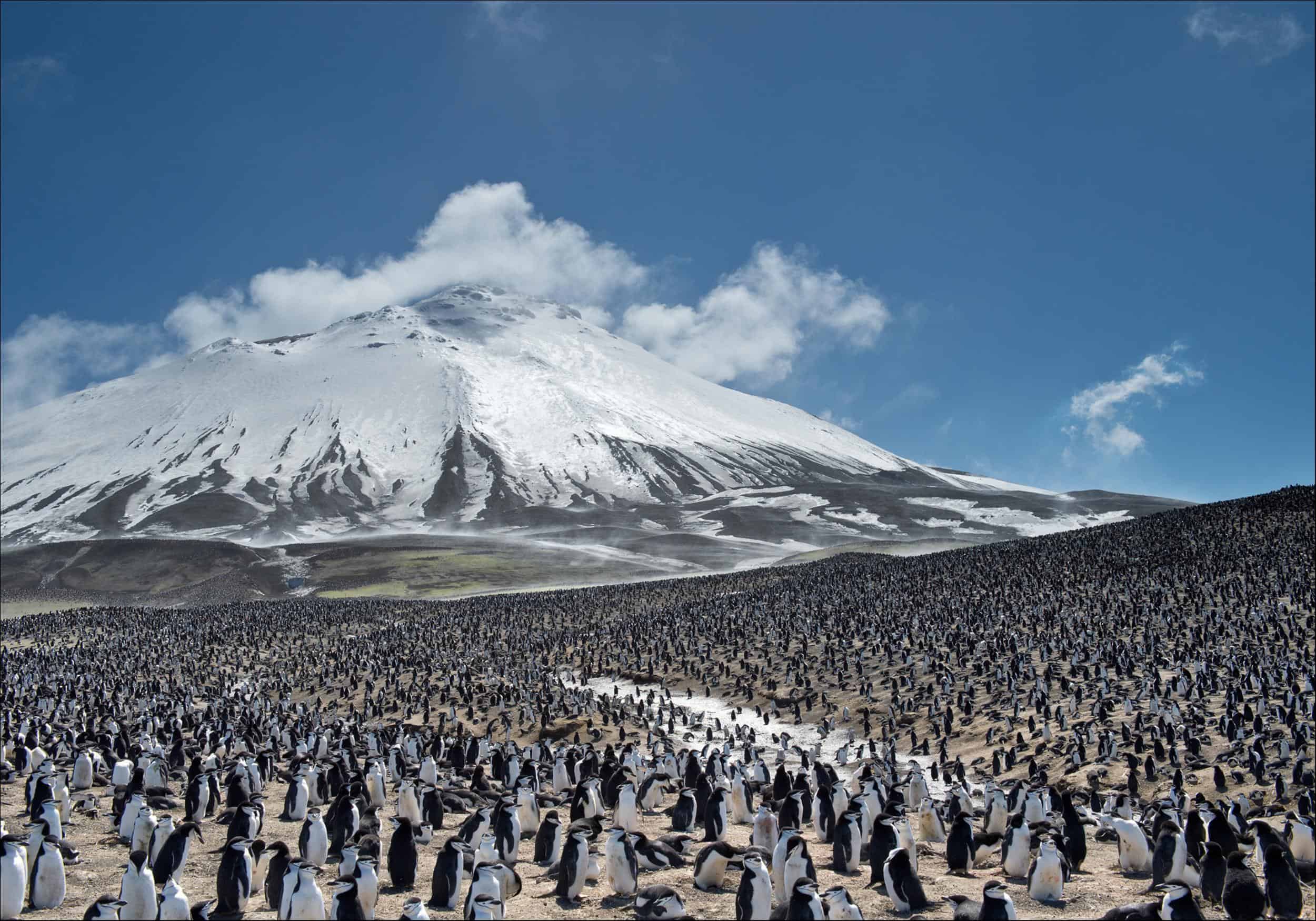 chinstrap penguin habitat map