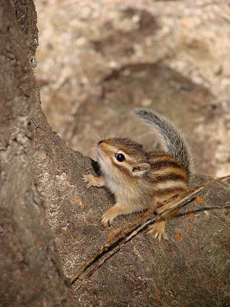 chipmunks habits