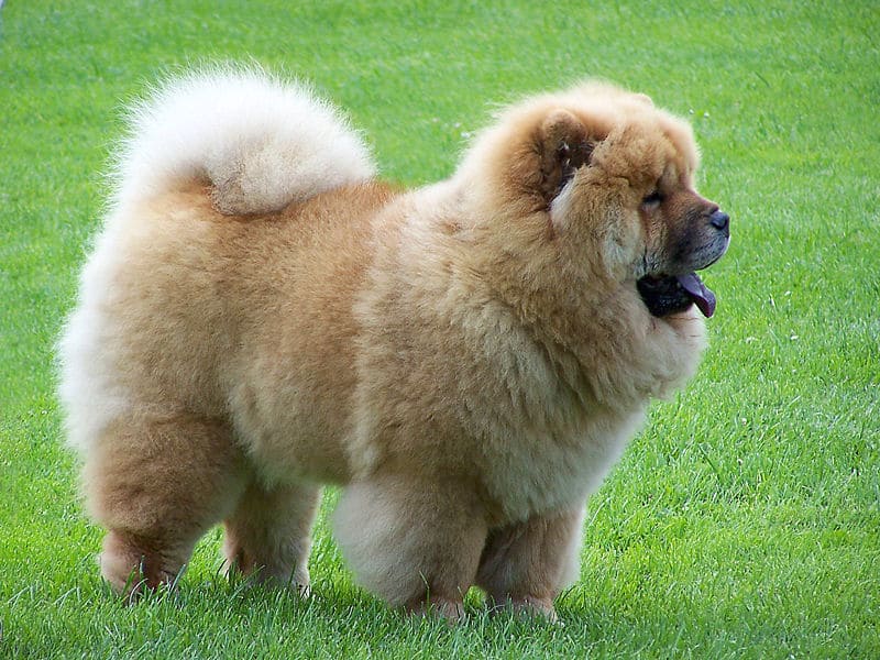 Very furry chow chow standing on grass.