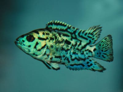 A Cichlid