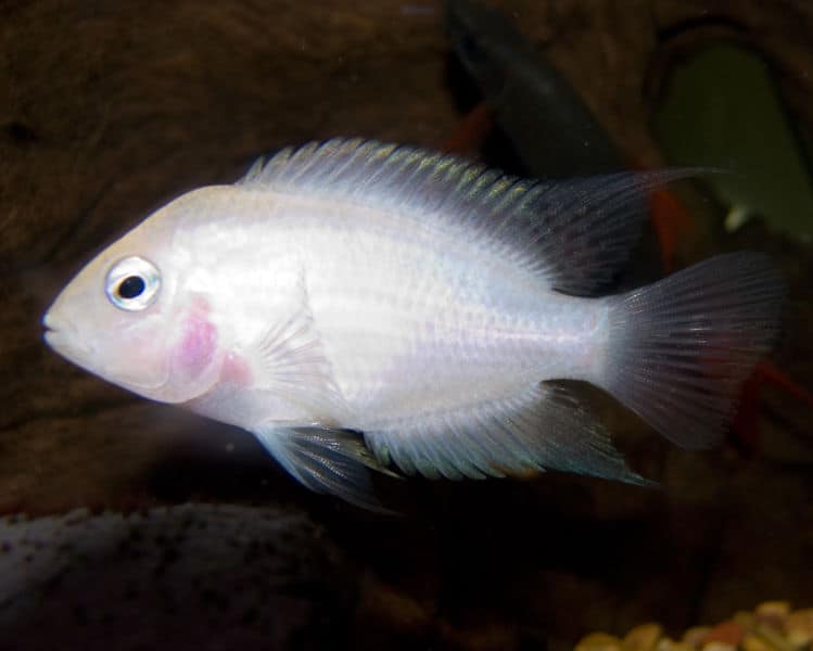 Male Pink Convict Cichlid against a black background