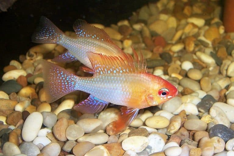 Two Gold Ram Cichlid swimming