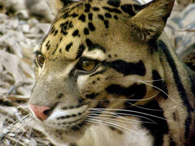 Clouded Leopard Animal Facts | Neofelis nebulosa - AZ Animals