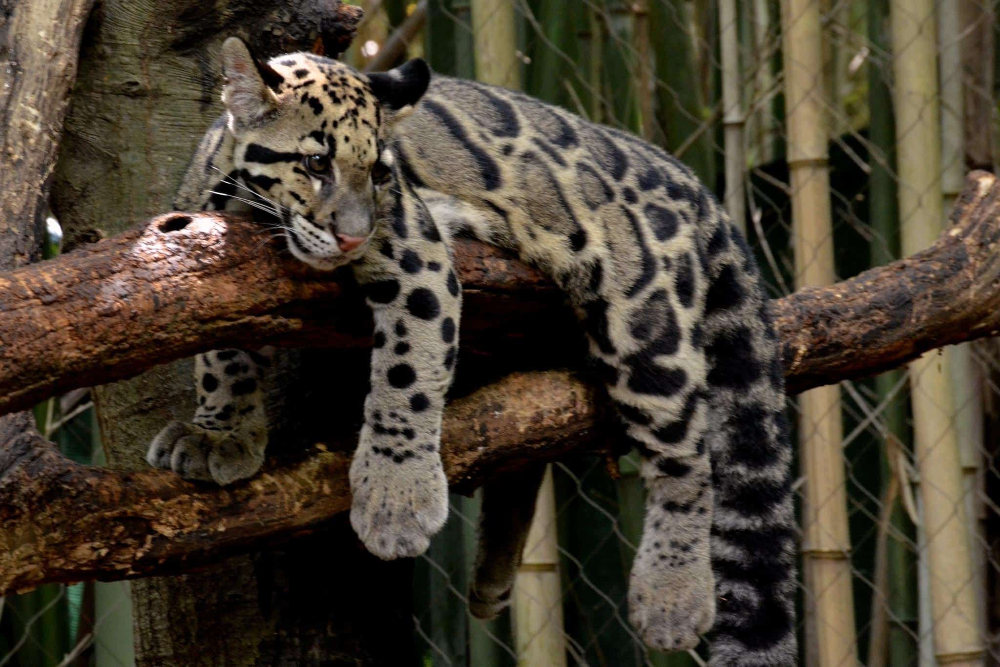 Clouded Leopard Pictures - AZ Animals