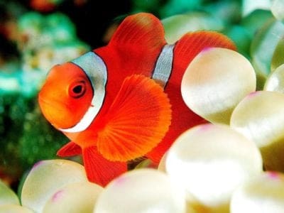 A Clownfish