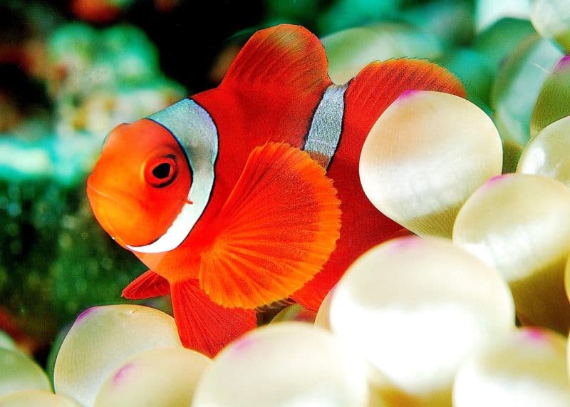 clownfish laying eggs