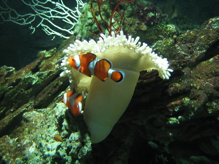 Clown Fishes with a sea anemone