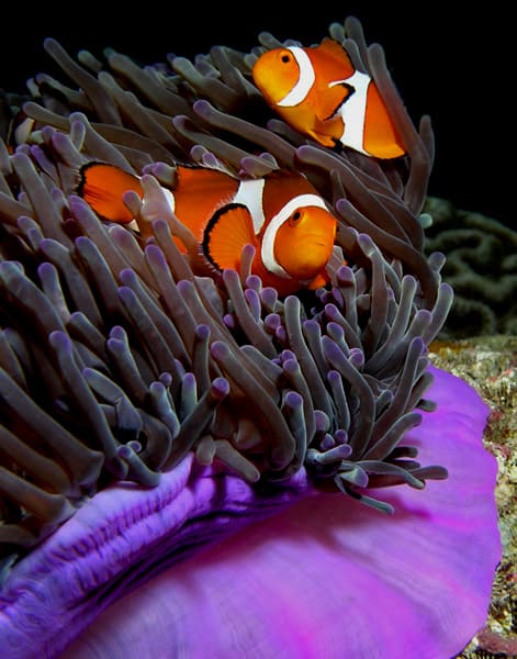 Clownfish Fish Facts - AZ Animals