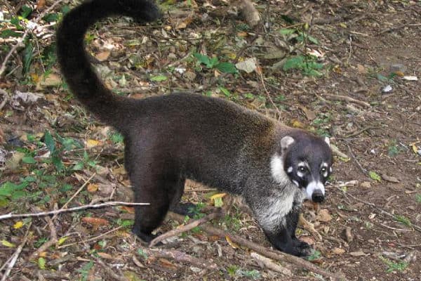 Coati (Nasua nasua) | Incredible Facts | A-Z Animals