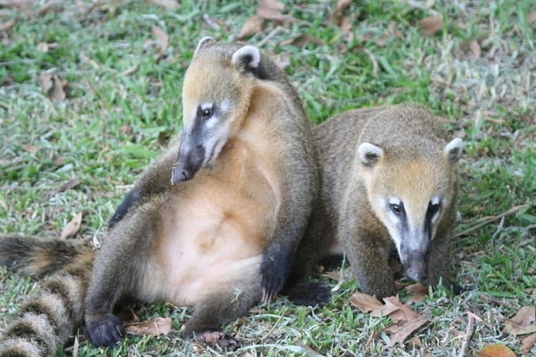 Two Coatis in grass