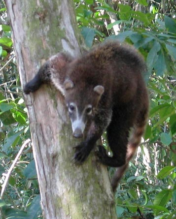 Coati on a tree branch