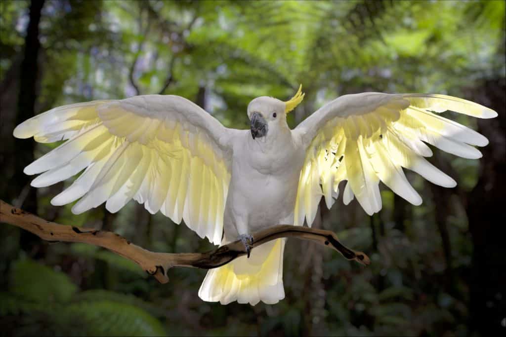 Cockatoo with wings spread, green background