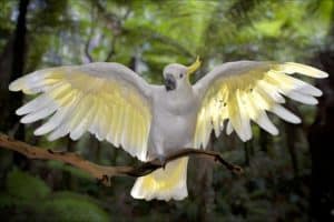 10 Incredible Cockatoo Facts Picture
