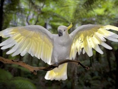 A 10 Incredible Cockatoo Facts