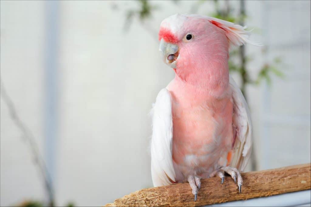 Pink cockatoo