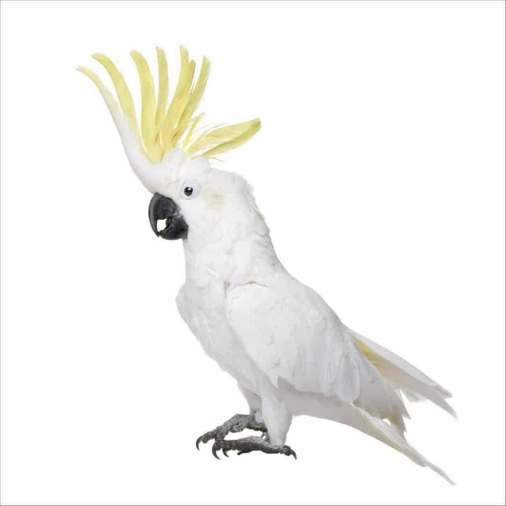 Oldest Parrot - Cockatoo