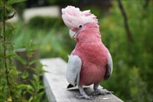 Pet Cockatoo Guide: What You Need to Know Picture