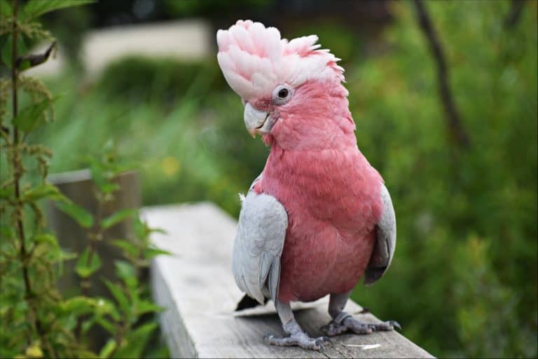 pet cockatoo
