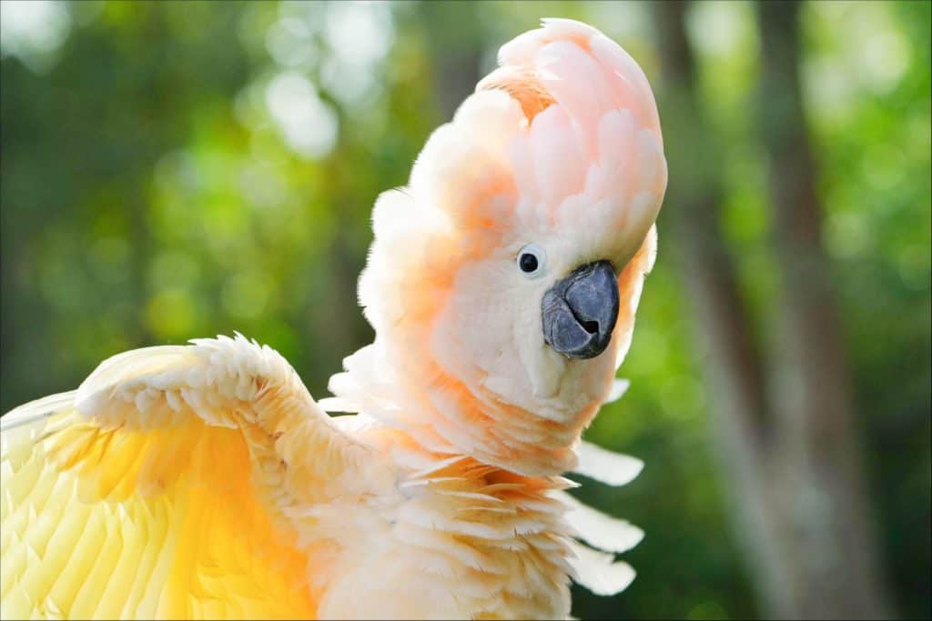 yellow crested cockatoo facts