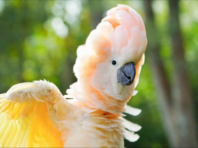 A Cockatoo Colors: Rarest to Most Common