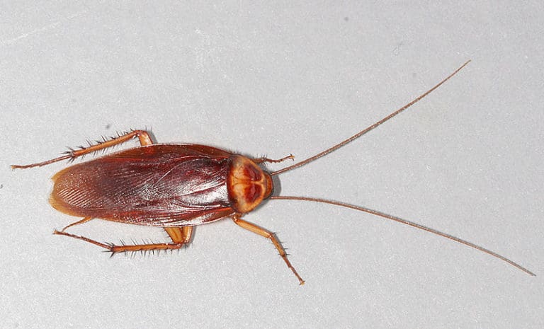 Original Cockroach Are Cockroaches Dangerous? - A-Z Animals