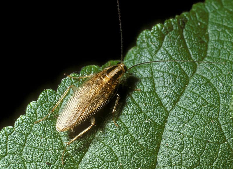 Asian cockroaches are typically found outside in composted areas with leaf litter, shaded mulch, and other damp places.