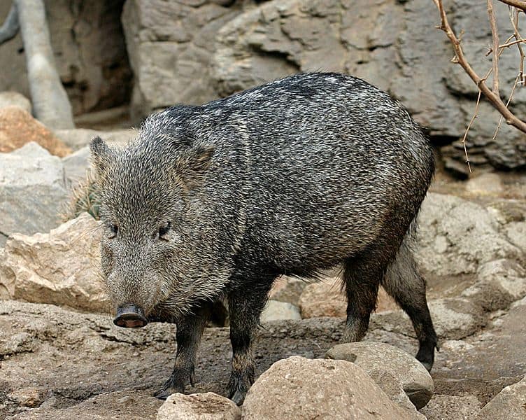 Collared Peccary at the Henry Doorly Zoo in Omaha, Nebraska