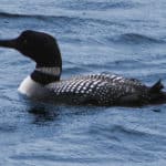 Common Loon