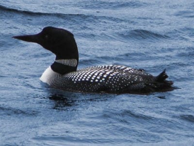 A Common Loon