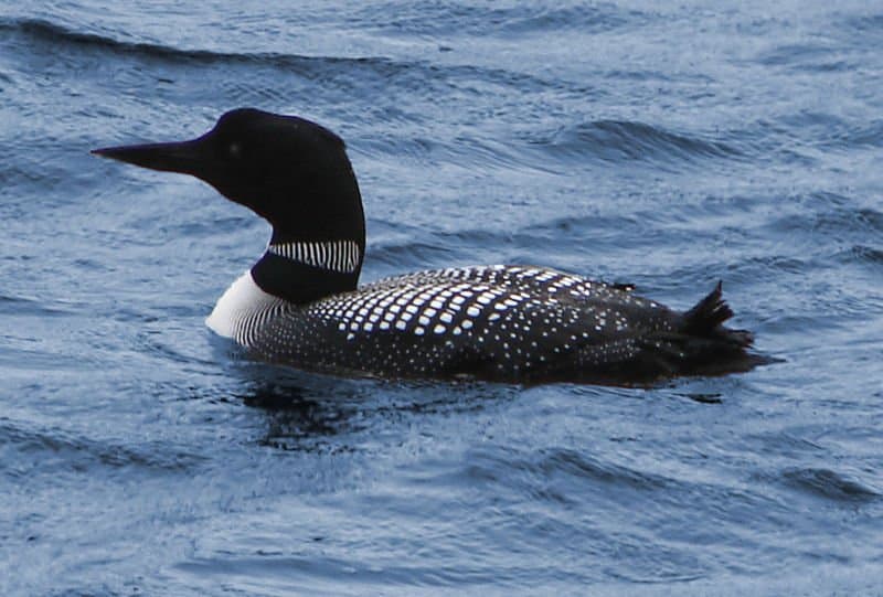 Common Loon (Gavia Immer)