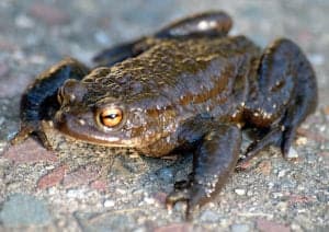 Common Toad photo