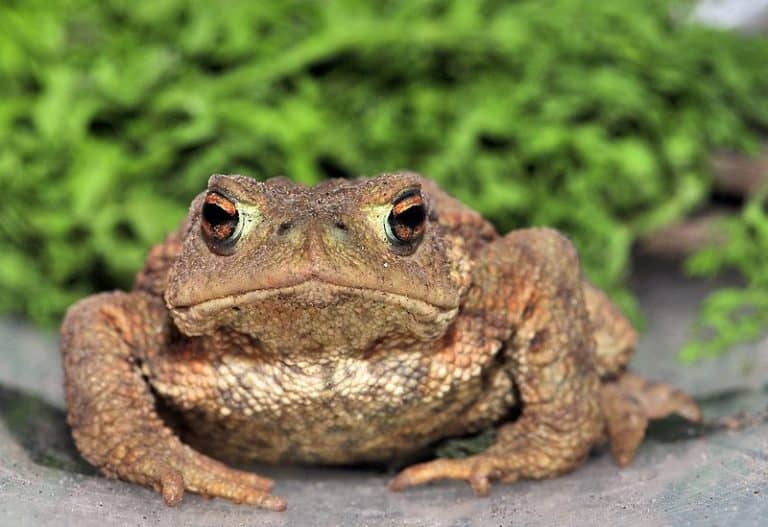 The common toad (Bufo bufo) or European toad is widespread throughout Europe, with the exception of Ireland and some Mediterranean islands. Its easterly range extends to Irkutsk in Siberia and its southerly range includes parts of northwestern Africa in the northern mountains of Morocco, Algeria, and Tunisia.