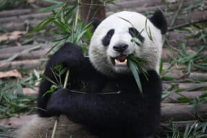 Panda Predators: These 6 Animals Kill and Eat Pandas Picture