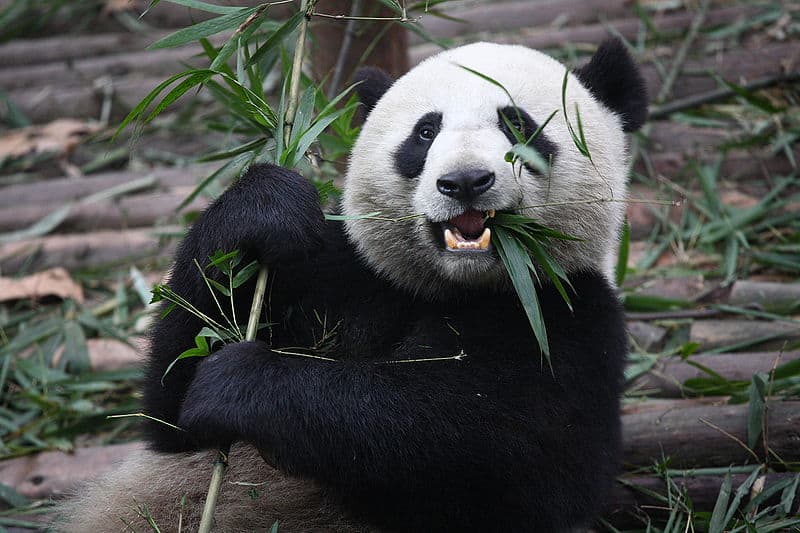 panda eating fish