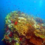 Coral reef, Fiji