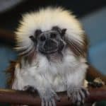 Cotton-top tamarin