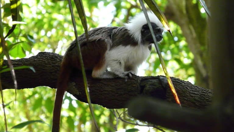 Cotton-top tamarin in a tree
