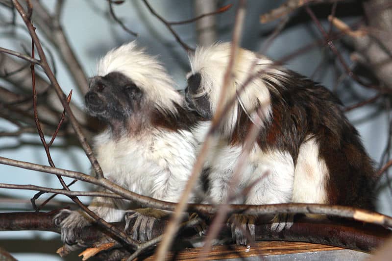 Cotton-top tamarins in the Bronx Zoo