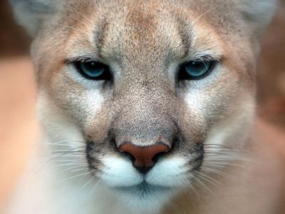 Cougar Picture
