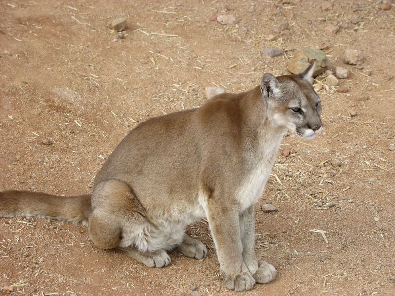 The cougar has strong hind legs and large paws.