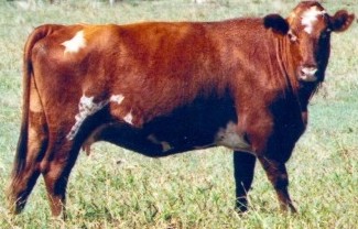 Adaptaur cow
