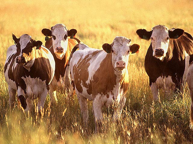 Dairy Cows Staring At Camera