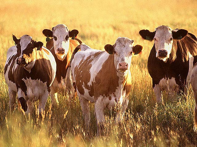 cow-scientific-name-and-classification