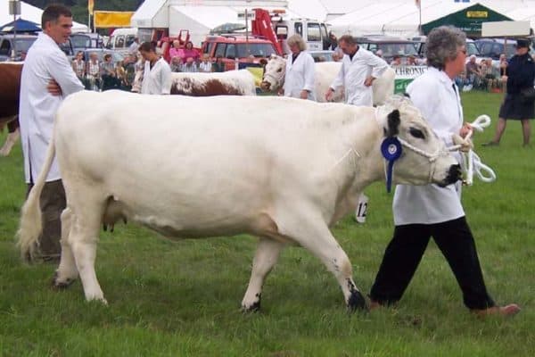 A British White cow at the Romsey Show