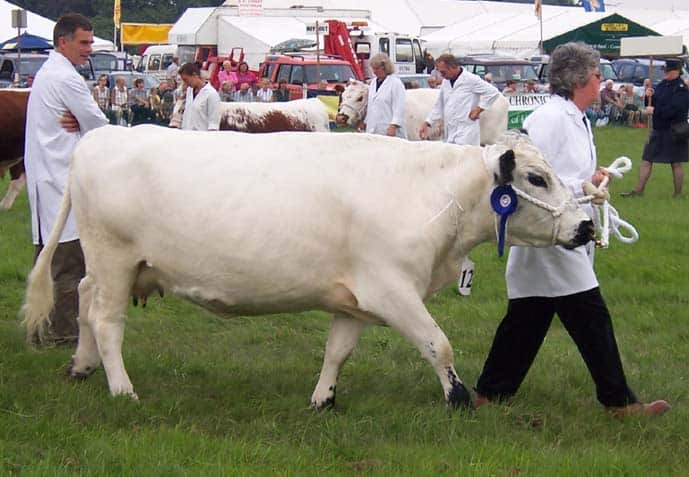 A prize-winning British white cow being led by a woman at the Romsey Show